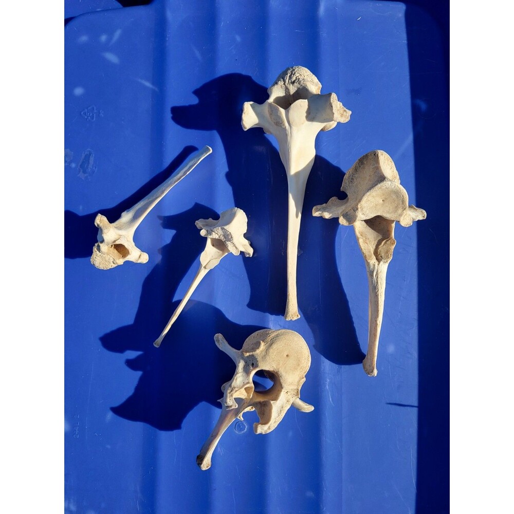 Lot Of 5 Vertebrae Bones Real Taxidermy Cleaned and degreased. Most likely deer
